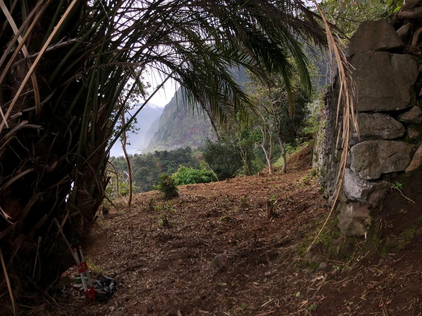 Palm fronds framing the garden at Barefoot Cliff