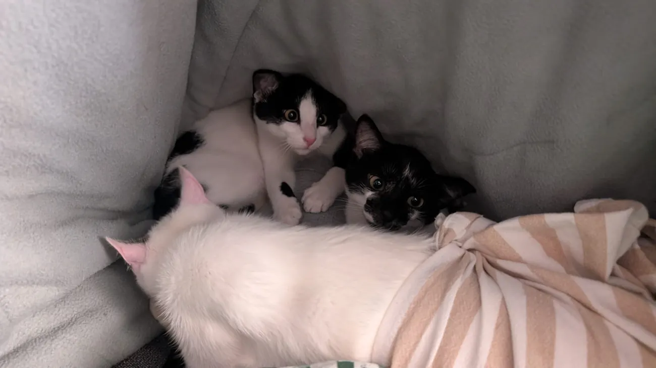Rescued cats resting safely together