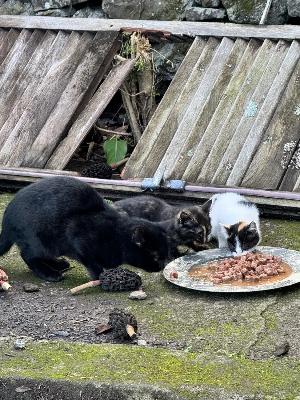 Some of the cats being fed and cared for