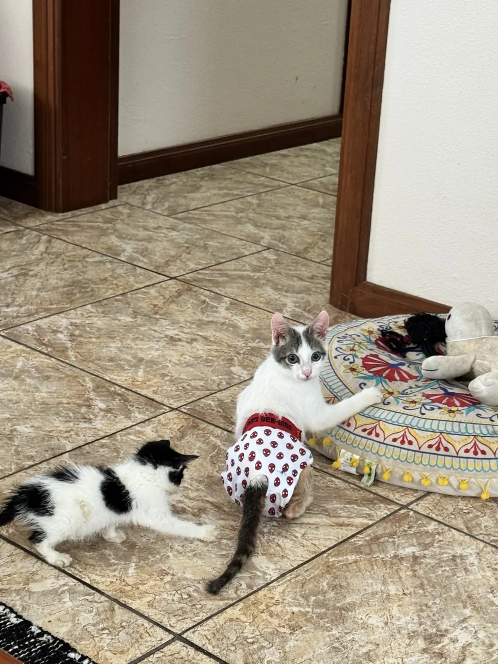 Ongoing care for animals with additional needs