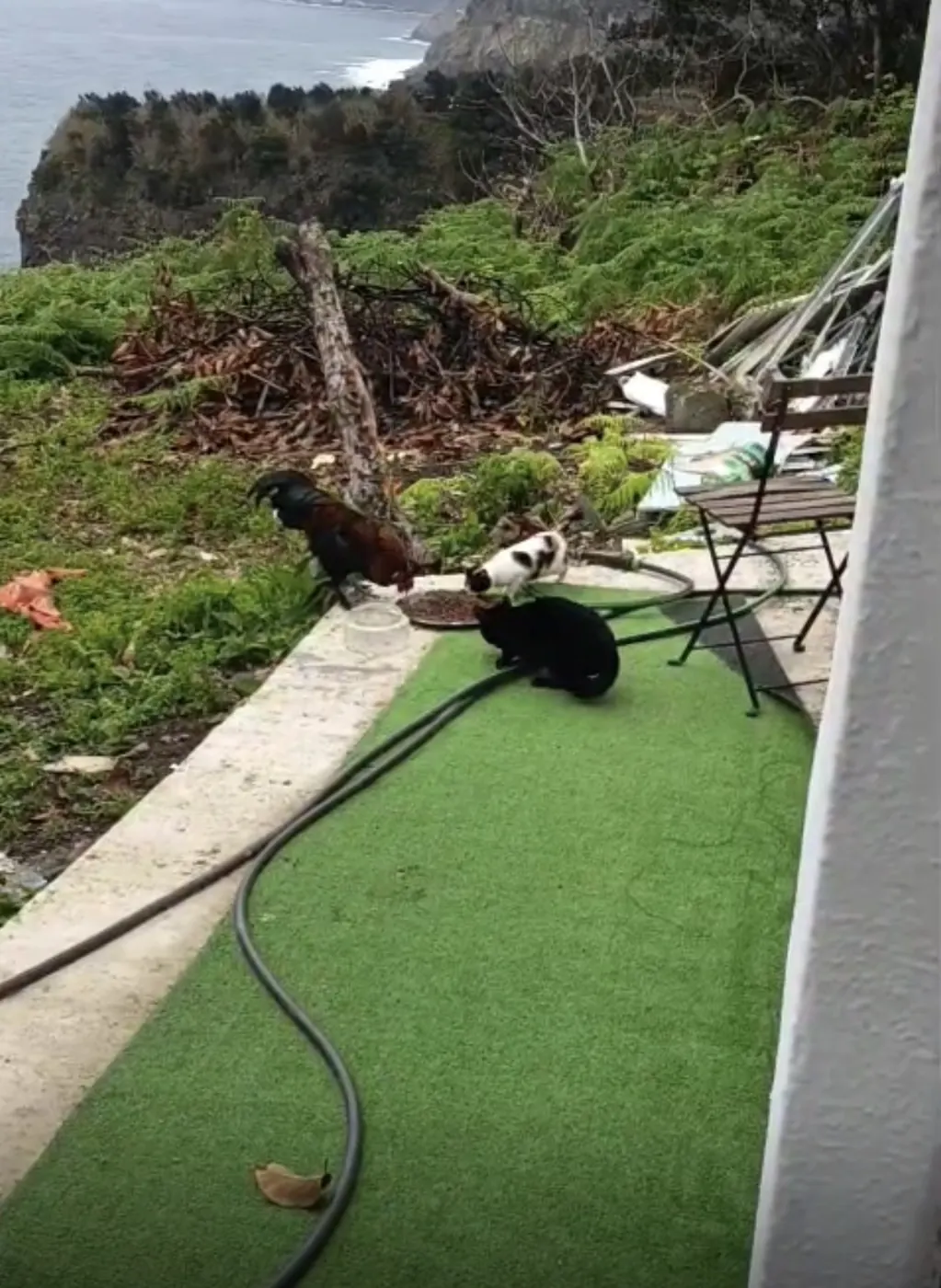 Ozzy Cockbourne with his feline friends at Barefoot Cliff